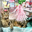 Thumbnail photo of Chloe (Mom) #1