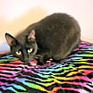 Thumbnail photo of Pepper #2