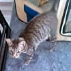 Thumbnail photo of Chloe (Mom) #2