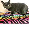 Thumbnail photo of Pepper #3