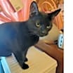Thumbnail photo of Pepper #4