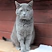 Thumbnail photo of Smokey #1
