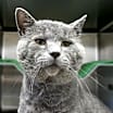 Thumbnail photo of Smokey #2