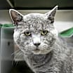 Thumbnail photo of Smokey #3