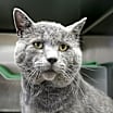 Thumbnail photo of Smokey #4