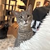 Thumbnail photo of Martini #1