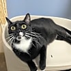 Thumbnail photo of Pip #1