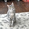 Thumbnail photo of Martini #2