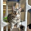 Thumbnail photo of Smokey #1