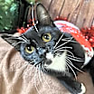 Thumbnail photo of Pip #2