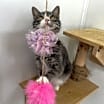Thumbnail photo of Seraphina #2