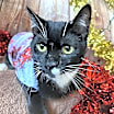 Thumbnail photo of Pip #3