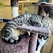 Thumbnail photo of Smokey #2