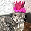 Thumbnail photo of Martini #3