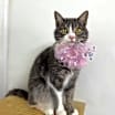 Thumbnail photo of Seraphina #3