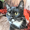 Thumbnail photo of Pip #4