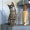 Thumbnail photo of Martini #4