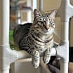 Thumbnail photo of Smokey #4