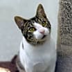 Thumbnail photo of Rico #1