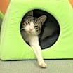 Thumbnail photo of Rico #2