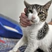 Thumbnail photo of Rico #3