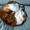 Thumbnail photo of Amelia #3