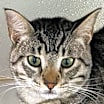 Thumbnail photo of Zazu #1