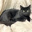 Thumbnail photo of Stella #1