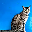 Thumbnail photo of Zazu #2