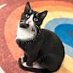 Thumbnail photo of Hamilton #1
