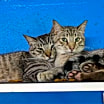 Thumbnail photo of Zazu #3