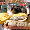 Thumbnail photo of Biscuits #3