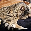 Thumbnail photo of Biscuits #4