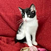 Thumbnail photo of Sushi #2