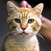 Thumbnail photo of Sunkist #2