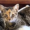 Thumbnail photo of Izzy #1