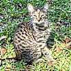 Thumbnail photo of Izzy #2