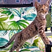 Thumbnail photo of Izzy #3