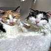Thumbnail photo of Precious #4