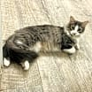 Thumbnail photo of Gretchen #2