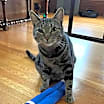 Thumbnail photo of CLAUDIA #3