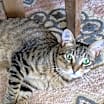Thumbnail photo of BIANCO #3