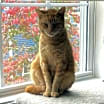 Thumbnail photo of Marmalade Rey #1