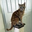 Thumbnail photo of Marmalade Rey #2