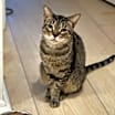 Thumbnail photo of Coconut #1