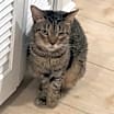 Thumbnail photo of Coconut #2