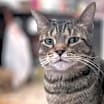 Thumbnail photo of Coconut #4