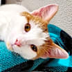 Thumbnail photo of Howard #1