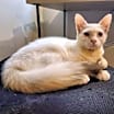 Thumbnail photo of Mochi #1