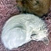 Thumbnail photo of Mochi #2